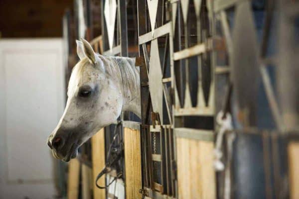 horse confined to a barn stall