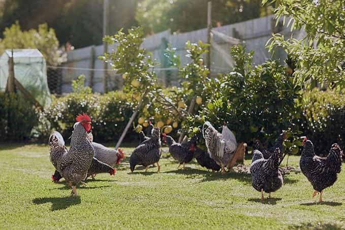Chickens enabling a bug free garden