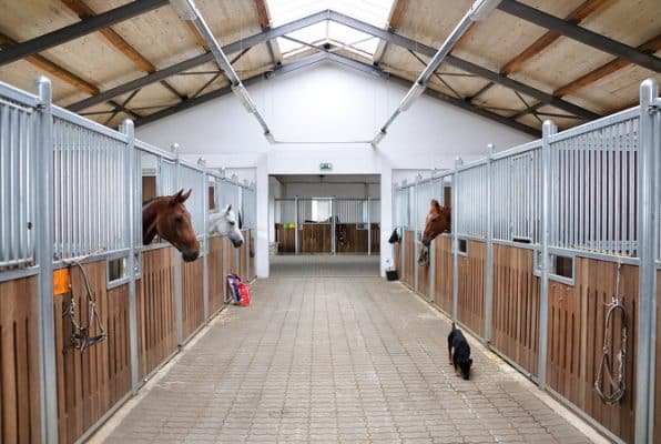 horses locked in barn stalls that does not have fresh air