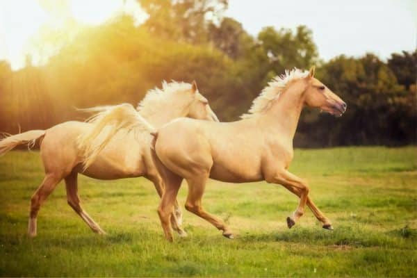 Run In Horse sheds vs Barn Stalls