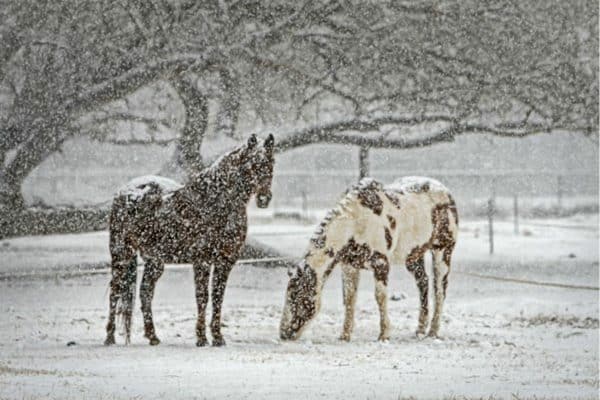 horses out in a snowstorm