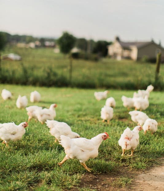 raising backyard chickens in a pasture
